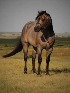 Sire